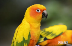 为什么鹦鹉会学人说话，鹦鹉有舌头吗？