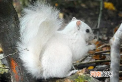 为什么很少看到白色的动物，动物的保护色怎么形成的？