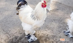 禽畜的有些部位为什么不能吃，家禽有哪些不能吃的部位？