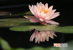 睡莲为什么会早开晚闭 睡莲会睡觉吗