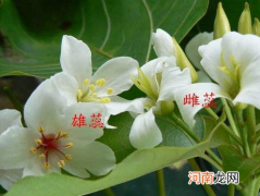 植物雌雄怎么分 植物也分男生和女生吗