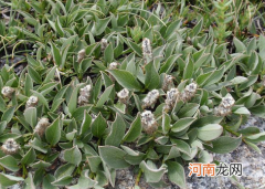 南极和北极有植物吗，有什么植物？