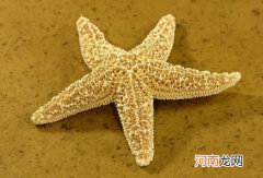 为什么海星没有脚还会走路，海星怎么走路的？