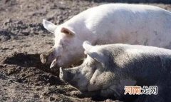 猪爱拱地是什么原因 猪为什么喜欢拱土