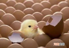 小鸡吃沙子的原因 小鸡为什么经常吃沙子