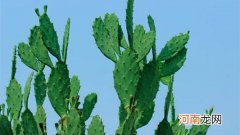 仙人掌的叶子长在哪里，仙人掌有叶子吗？