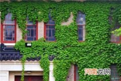 爬山虎会爬墙的原因 爬山虎为什么会飞檐走壁