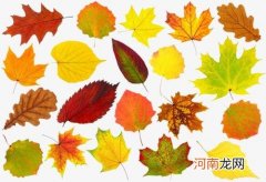 秋天树叶颜色变化的原因 秋天为什么树叶会变黄
