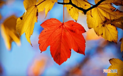 秋天落叶的主要原因 秋天为什么会落叶