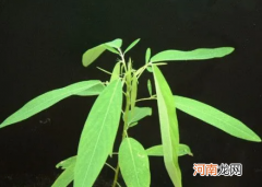 跳舞草的特点介绍 跳舞草为什么能跳舞