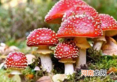 越鲜艳的蘑菇越有毒吗，如何识别有毒的蘑菇？