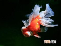 鱼离开水为什么不能呼吸 鱼为什么离不开水