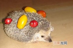 刺猬是怎么保护自己的 刺猬有天敌吗