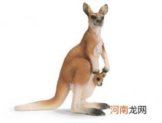 袋鼠妈妈育儿袋的作用 为什么袋鼠妈妈有口袋