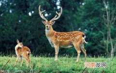 梅花鹿冬天没有斑点的原因，为什么夏天才能看见？