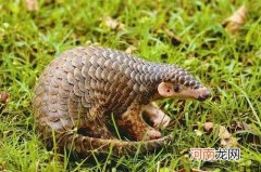 穿山甲是森林卫士的原因 为什么称穿山甲是森林卫士