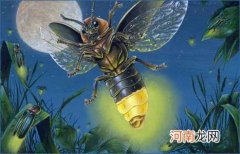 萤火虫发光原理介绍 萤火虫为什么会发光