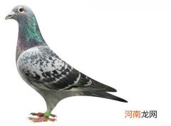 信鸽不会迷路的原因 信鸽为什么不会迷路