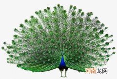 孔雀开屏的寓意介绍 孔雀为什么要开屏