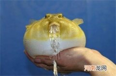 河豚身体膨胀的原因 河豚为什么会鼓起来