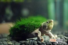 绿毛龟长毛的原因 绿毛龟为什么会长绿毛
