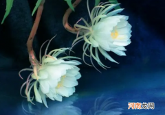 昙花为什么晚上开花，而且很快就谢了？