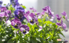 植物怎么知道春天来了，植物可以感知温度么？