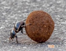 屎壳郎滚粪球的过程 屎壳郎为什么要滚粪球