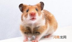 老鼠爱啃东西的原因 老鼠为什么喜欢啃东西