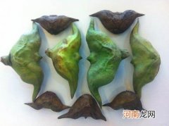菱角的犄角有什么作用 菱角为什么会长尖的硬角