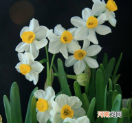 水仙花怎么养 为什么水仙只喝水也能开花