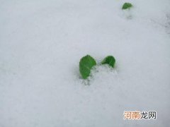 冬天小草不见了的原因 冬天小草为什么躲在地下