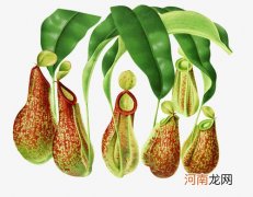猪笼草捕虫原理介绍 猪笼草能捉虫是因为什么