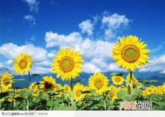 向日葵跟着太阳转的原因 向日葵为什么跟着太阳转