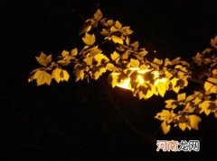 树叶落得慢会有什么影响 路灯旁的树叶为什么落得慢