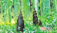 雨后春笋长的快的原因 雨后春笋为什么长得特别快