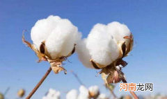 棉花是花吗，棉花有哪些颜色？