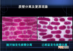 质壁分离含义解释 质壁分离什么梗