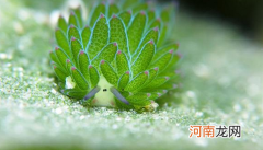海里的植物怎么生存 海里的植物需要阳光吗