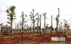 移栽树木怎样成活率高 移栽树木为什么要把枝叶剪掉