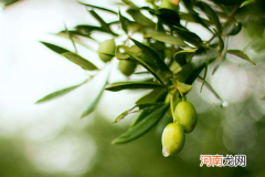 橄榄油是用橄榄榨出来的吗，橄榄怎么榨成油？