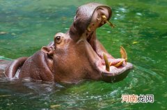 河马为什么不能离开水太久 河马为什么待在水里