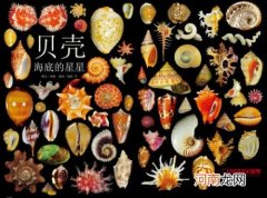 贝壳的作用介绍 贝类动物会换壳吗