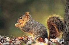 松鼠尾巴的作用 松鼠的长尾巴有什么用