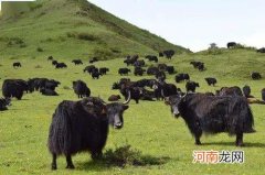 牦牛为什么生活在高原 牦牛为什么被称为高原之舟