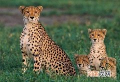 猎豹身上的斑点有什么用 为什么猎豹身上有很多斑点