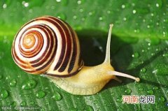 蜗牛爬的慢的原因 蜗牛为什么爬得那么慢