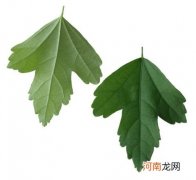 为什么叶子反面颜色浅 为什么叶子两面颜色不同