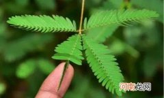 含羞草含羞原理科普 为什么含羞草会害羞