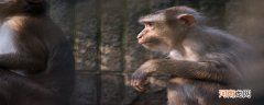 金丝猴的特点 金丝猴的特点及生活在哪里